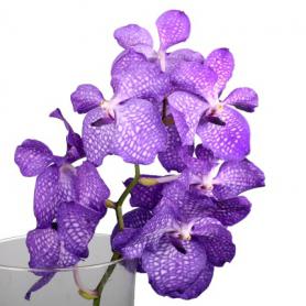 Орхидея Ванда Блю Мейджик