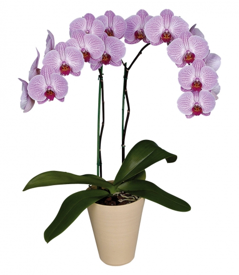 авито ярославль купить орхидеи комнатные цветы