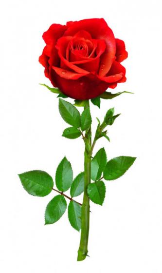Роза 80 см